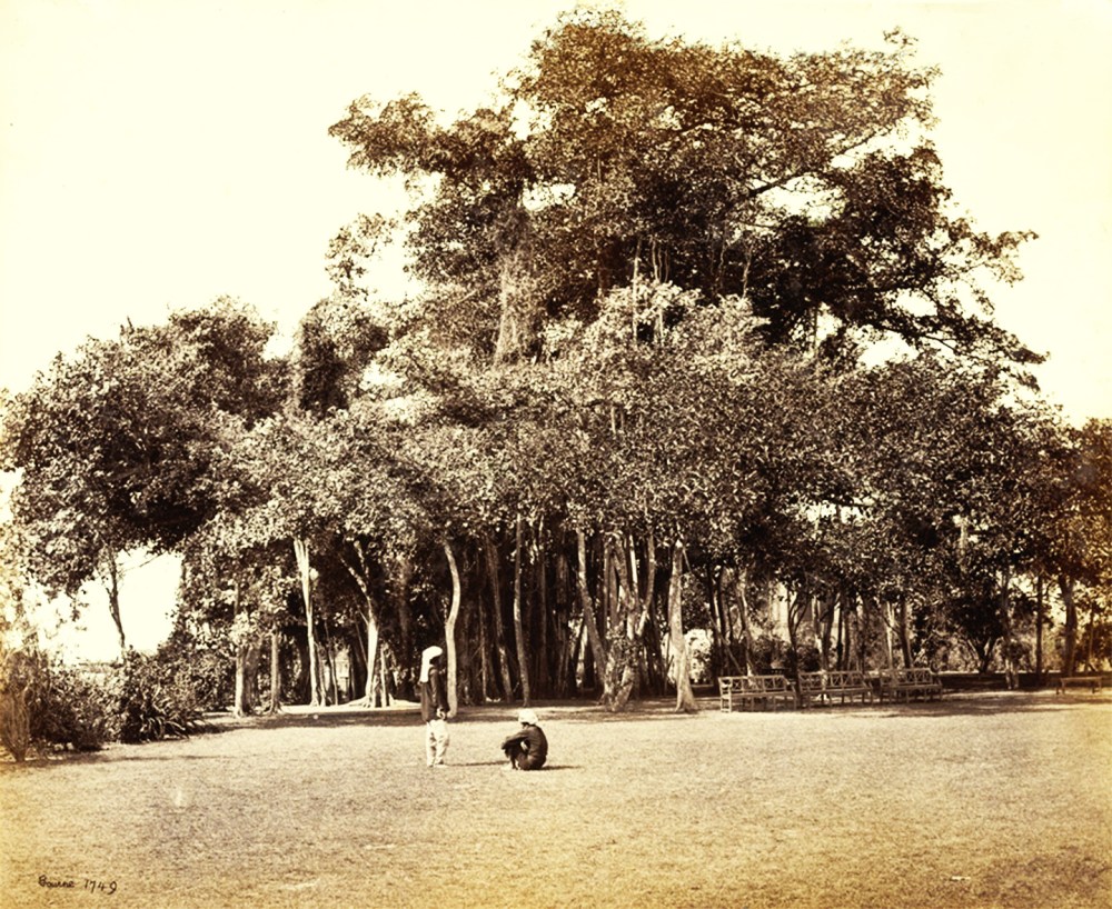 banian-tree-in-barrackpore-park-_bourne1865ed1